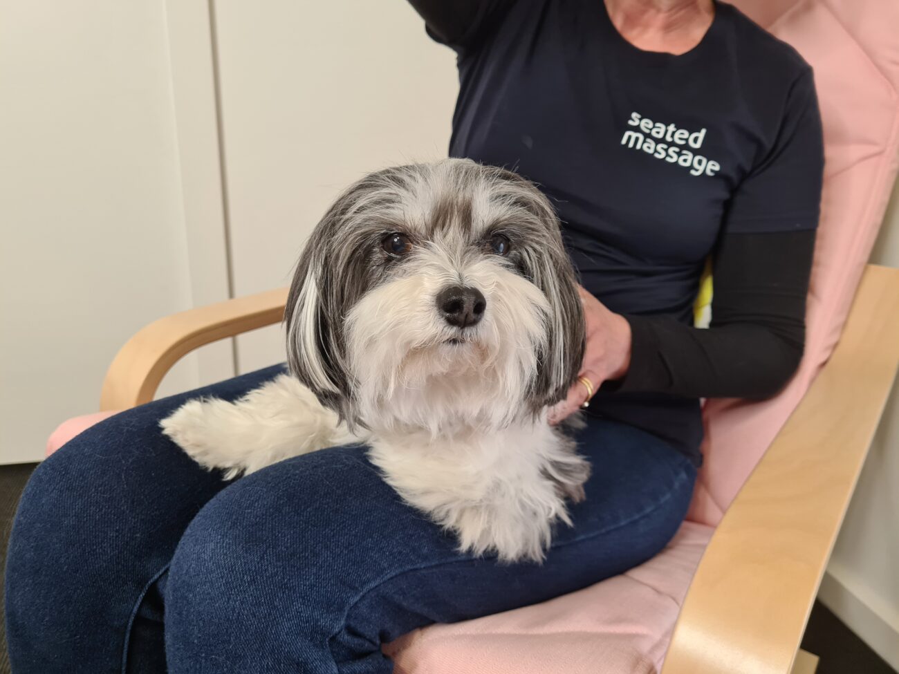 A cute grey and white lap dog